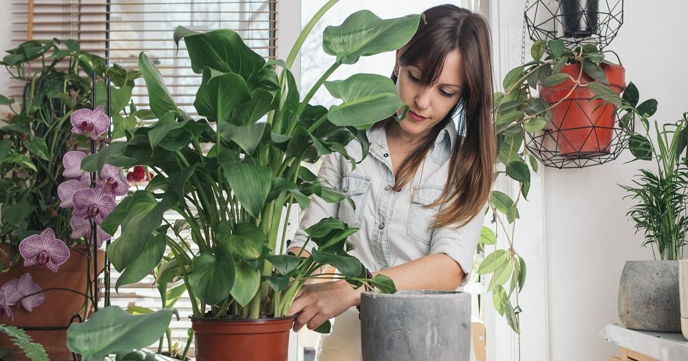 10 опасных растений, которым не место в твоем доме