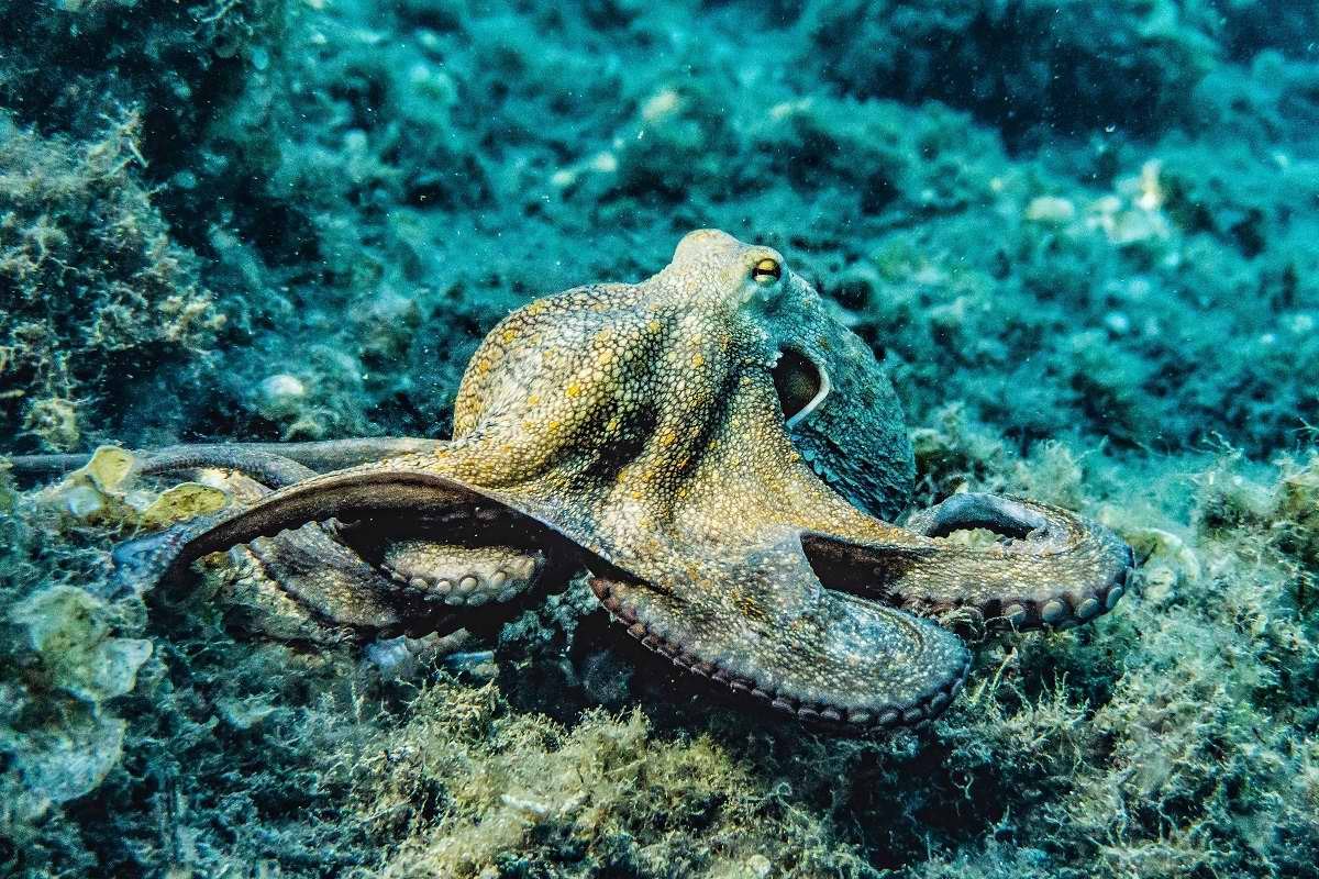 Срочная новость прямиком из Британии: крабы, осьминоги и лобстеры признаны разумными существами