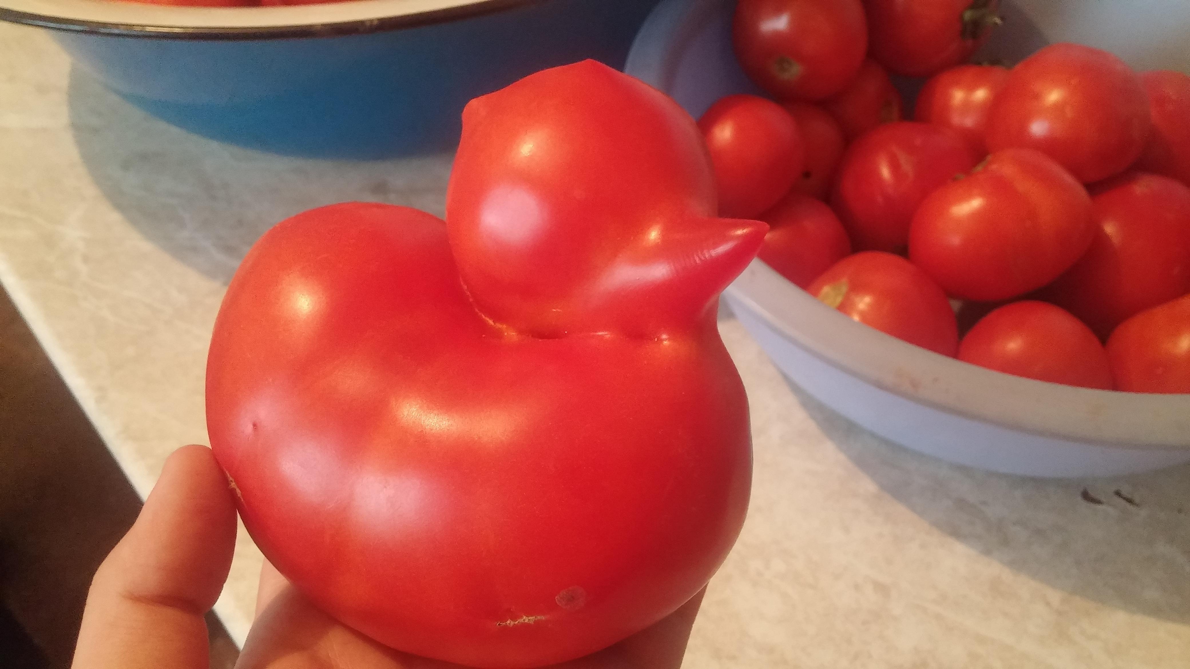 Смешной помидор. Томат Махитос. Томаты необычной формы. Странный помидор.