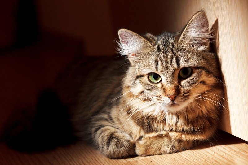 Восемь самых умных пород кошек