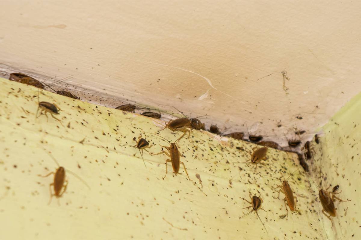 Почему у приличных людей дома беснуются тараканы и как их быстро вывести