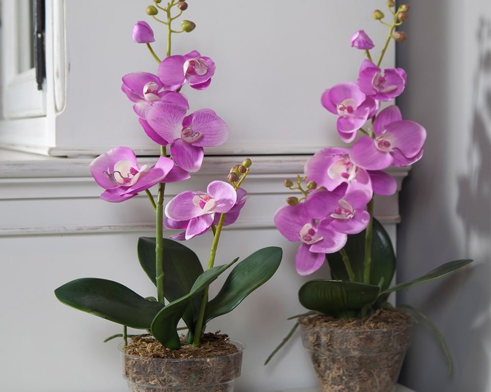 Толстые и длинные цветоносы орхидей по методу Георгия Горячевского
