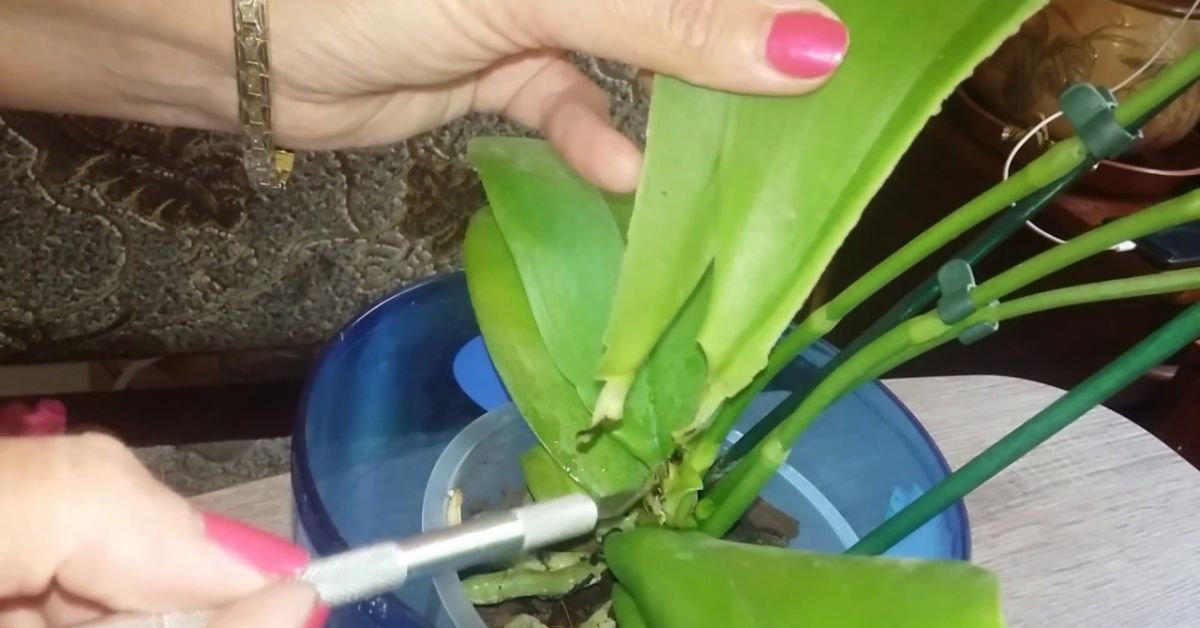 Как укоренить рандомный лист орхидеи и обзавестись новым цветком
