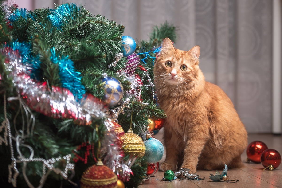 Возможно ли организовать мирное сосуществование кота и новогодней елки