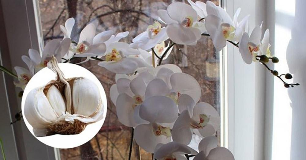 Орхидеи цветут как неукротимые. А все благодаря необычному поливу
