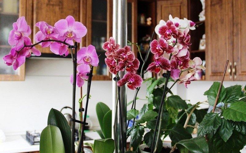 Домашнее удобрение для орхидей.Всего пару поливов ,и цветы не узнать