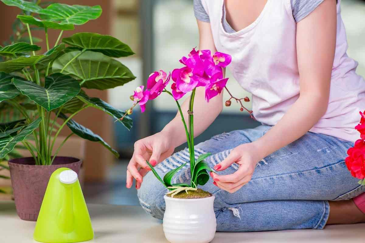 Чем полить орхидею ,чтобы она выбросила сразу несколько цветоносов