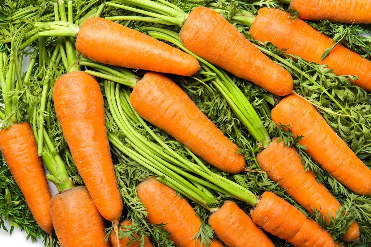 Что делать, если морковь замерзла при хранении