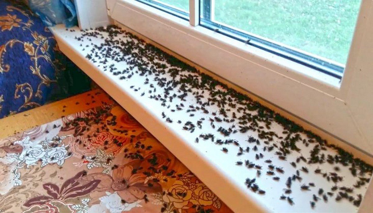 Я навсегда забыла, что такое мухи, комары и мошкара в доме: избавляемся от них раз и навсегда