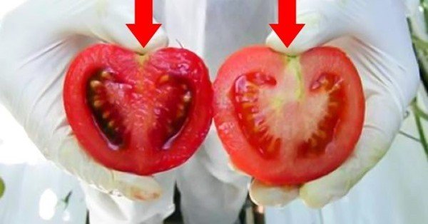 Мы едим яд ежедневно…Внимание, как выглядят помидоры с ГМО!