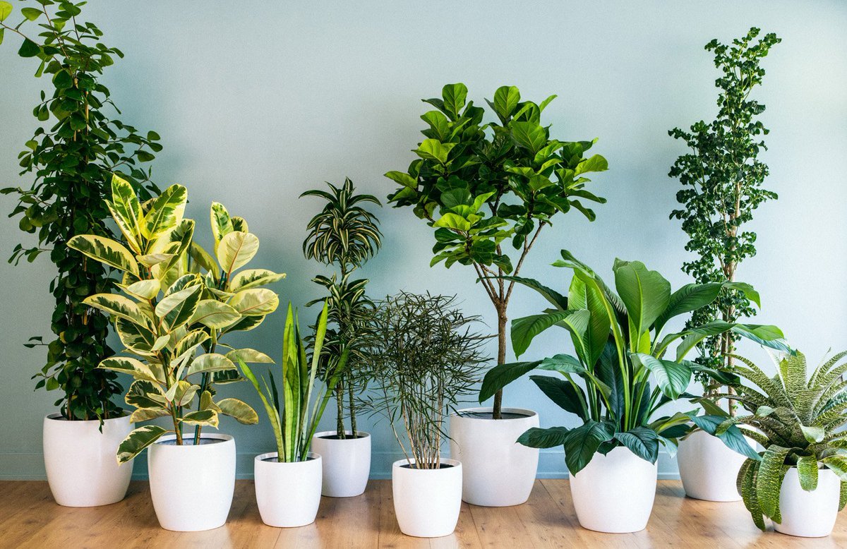 10 комнатных растений процветания и удачи