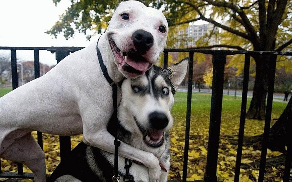 16 доказательств того, что владельцы собак чуточку счастливее остальных людей