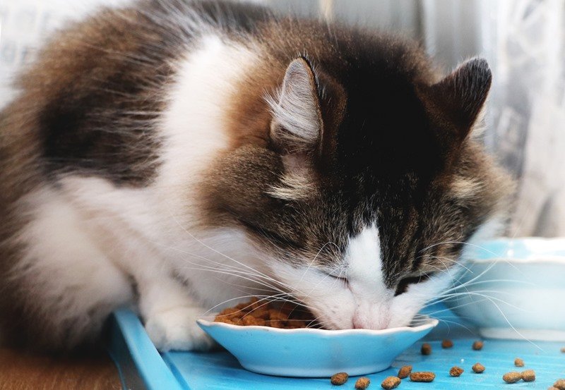 Почему кошка отказывается есть из полупустой миски