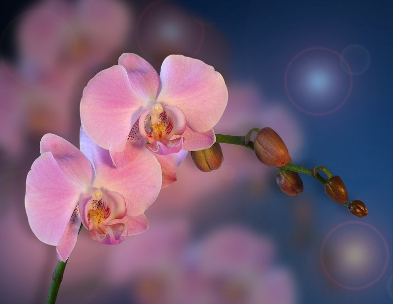 Три ошибки в уходе, из-за которых орхидея сушит бутоны