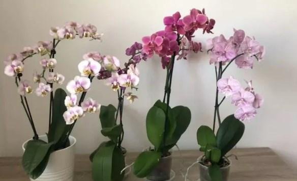 Чтобы орхидея нарастила много цветов и корней, подкормите ее этой смесью