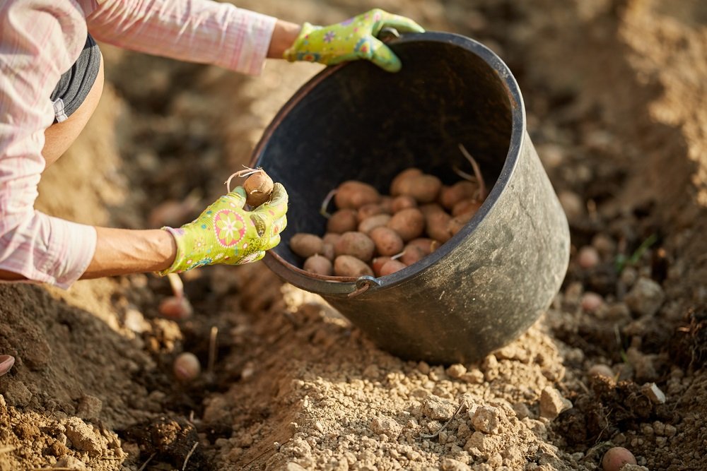 Посевной календарь: когда сажать картофель в 2022 году
