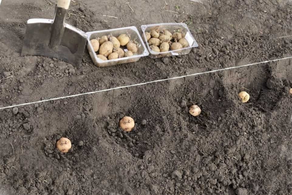 На каком расстоянии сажать картофель между рядами. Посадка картофеля. Посадка картошки. Глубина посадки картофеля. Посадка картофеля под лопату.
