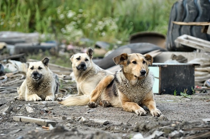 Простой маневр от нападения бродячих собак: спасает здоровье и жизни