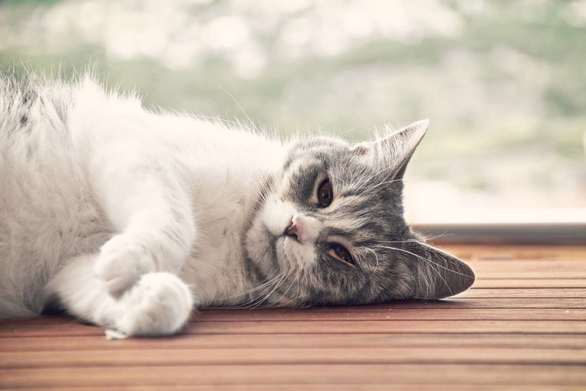 Если кошка спит на хозяйской спине, что это значит?