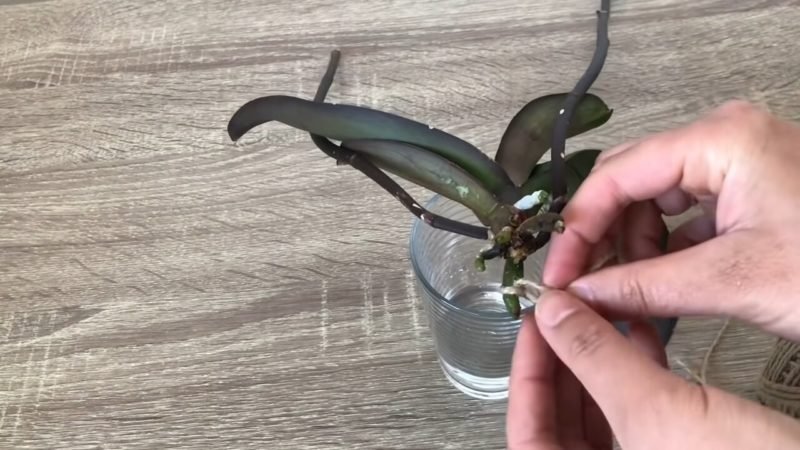 Как спасти орхидею, у которой гниют корни или почти без них: простое и эффективное средство