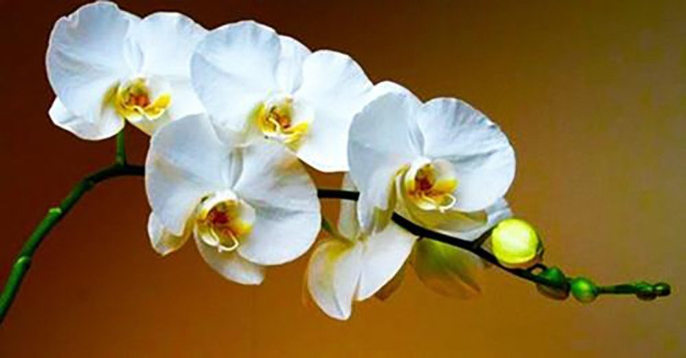 «Витаминная бомба» для орхидеи! Вот как восстановить цветок и заставить его вести