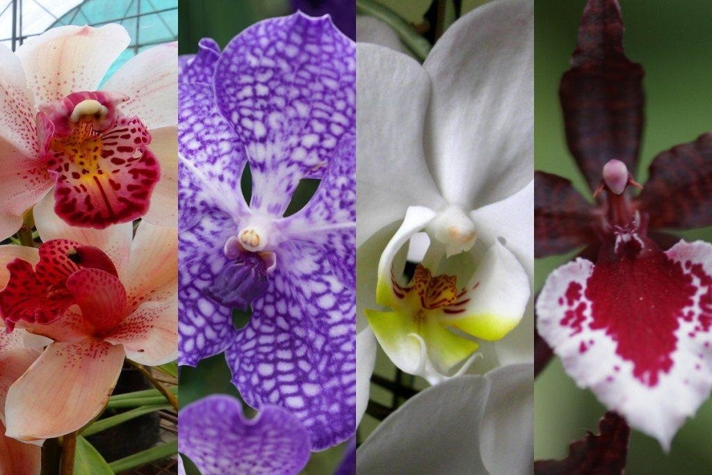 Почему орхидею, этот королевский цветок, нельзя дарить