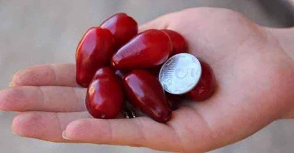 Семь ягод кизила спасут ноги от вздутия вен и отечности, если съедать их вместе с косточками
