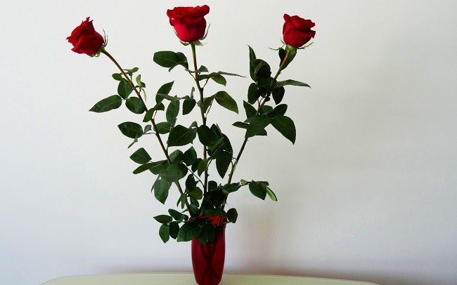 3 простых способа, как укоренить розу из подаренного букета