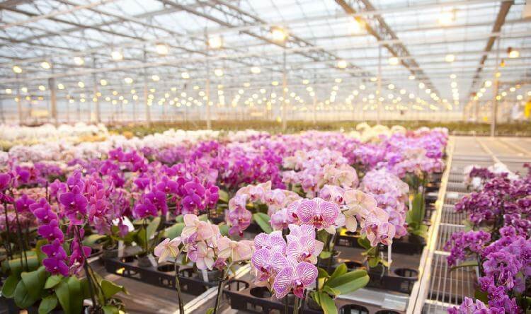Как рассадить орхидею и почти даром превратить ее в 100 цветков