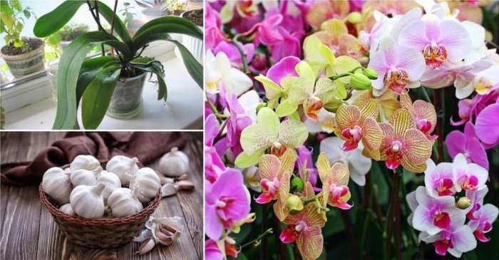 Обильное цветение — 100% гарантия: чесночное лакомство для орхидей