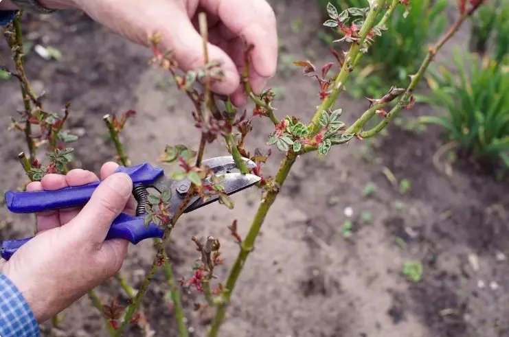 4 грубые ошибки в обрезке роз под зиму, из-за которых садоводы теряют кусты