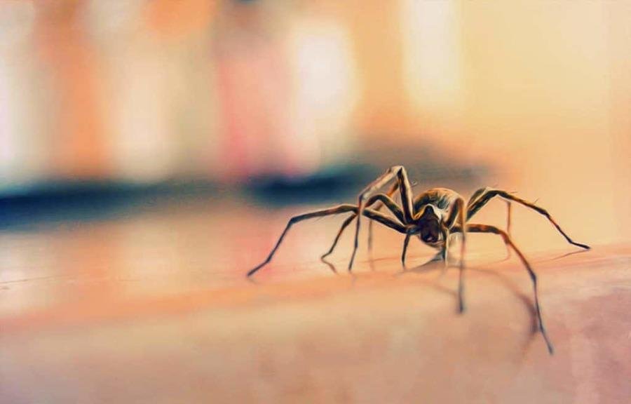 Что будет, если убирать пауков при помощи пылесоса?