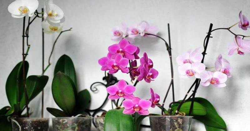 Орхидея будет цвести весь год, если следовать этим 7 хитростям