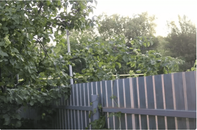 Соседка отказывается пилить свисающие ветки яблони и вишни через наш забор: как решил проблему